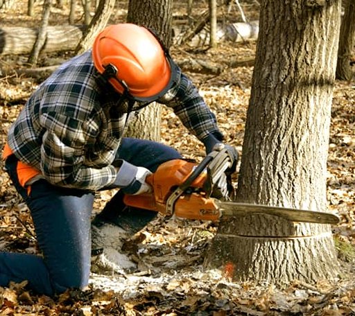 Tree Removal in Abbott, TX